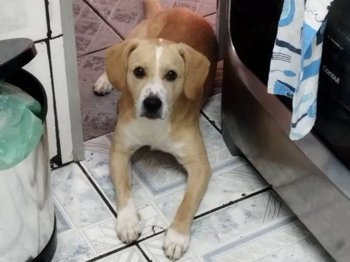 Cachorro ra a SRD-ViraLata idade 1 ano nome Samba