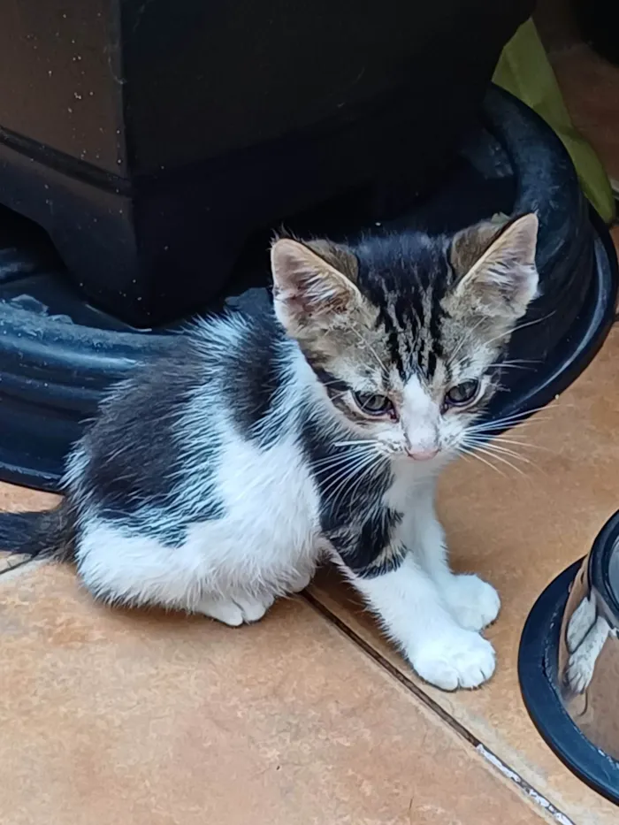 Gato ra a  idade Abaixo de 2 meses nome Sem nome