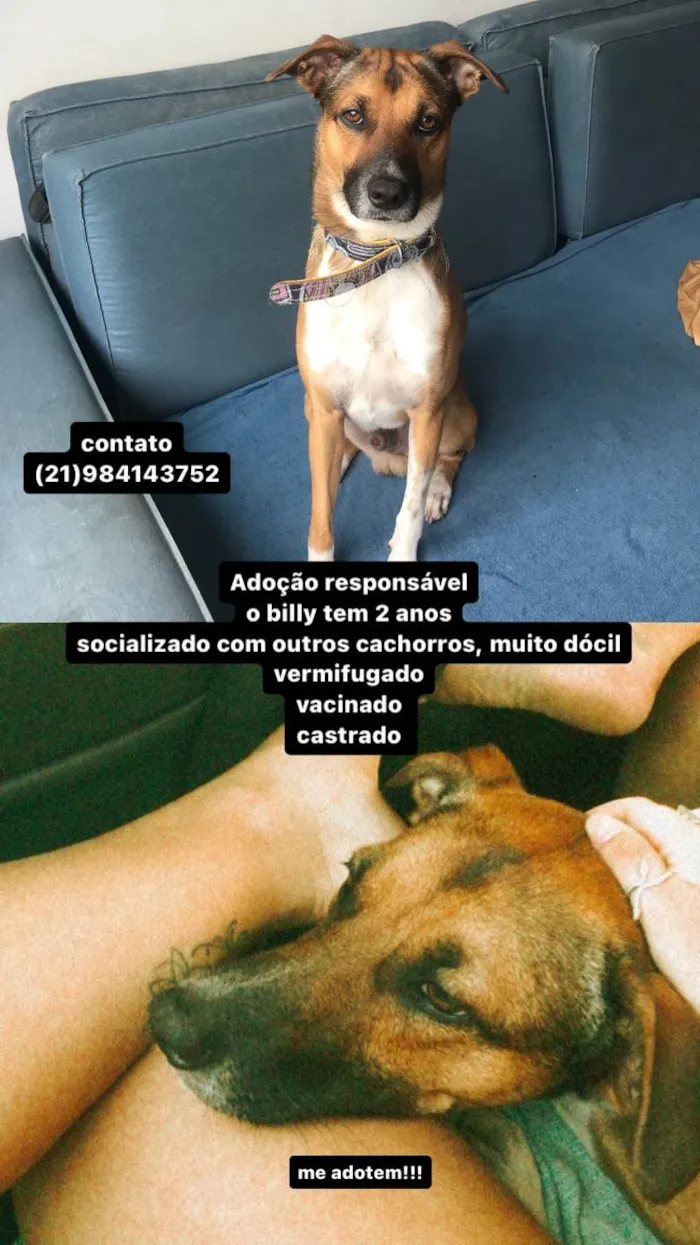 Cachorro ra a SRD-ViraLata idade 2 anos nome billy