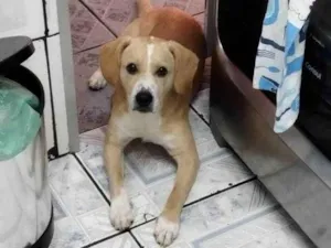 Cachorro raça SRD-ViraLata idade 1 ano nome Samba