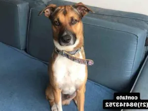 Cachorro raça SRD-ViraLata idade 2 anos nome billy