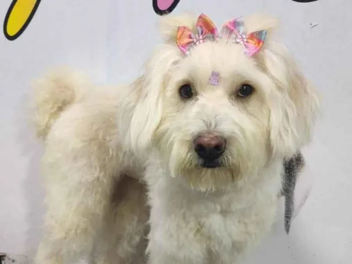 Cachorro ra a Poodle idade 2 anos nome Rebeca 