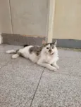 Docinho