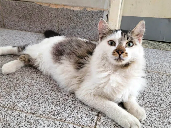 Gato ra a SRD-ViraLata idade 2 a 6 meses nome Docinho