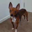 Ricardo
