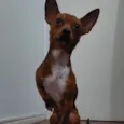 Ricardo