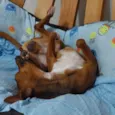 Ricardo