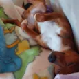 Ricardo