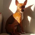 Ricardo