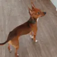 Ricardo