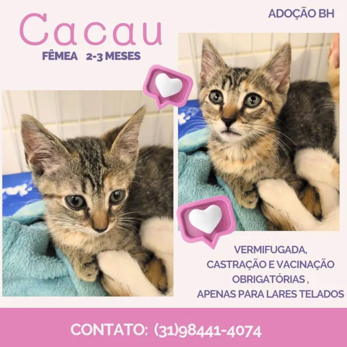 Gato ra a SRD idade 2 a 6 meses nome Cacau