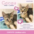 Cacau