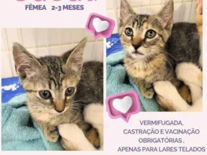 Gato raça SRD idade 2 a 6 meses nome Cacau