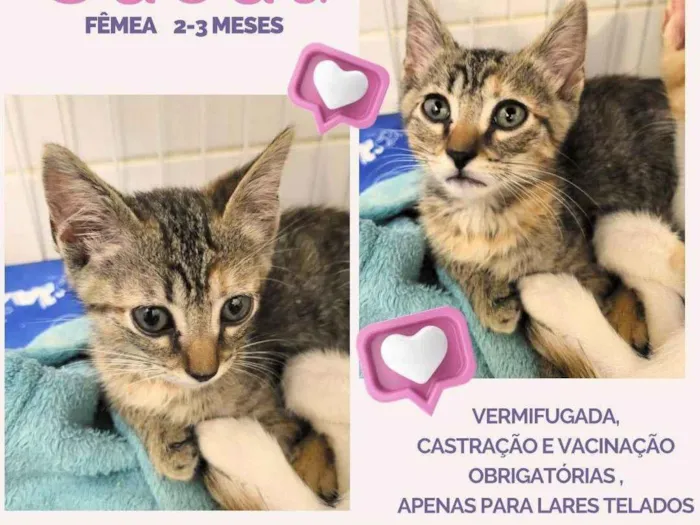 Gato ra a SRD idade 2 a 6 meses nome Cacau
