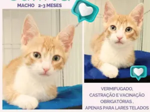 Gato raça SRD idade 2 a 6 meses nome Sukita