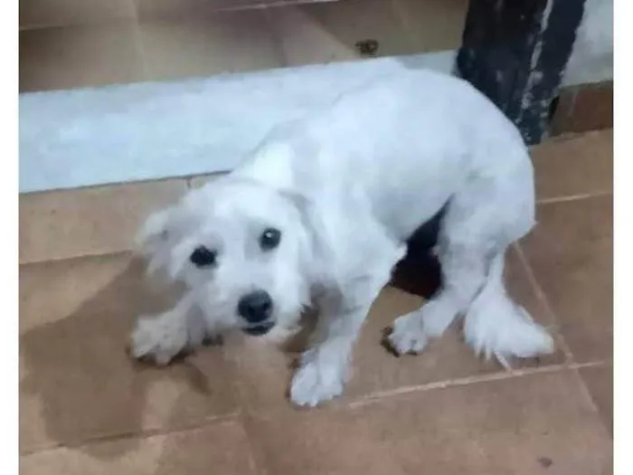 Cachorro ra a Poodle idade 7 a 11 meses nome Amora II