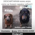 Frida e Wilson 