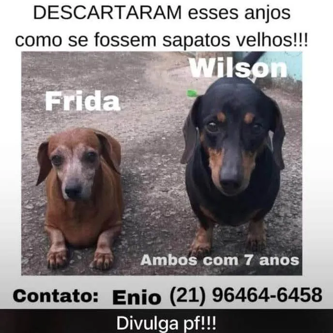 Cachorro ra a Basset-Cofap idade 6 ou mais anos nome Frida e Wilson 