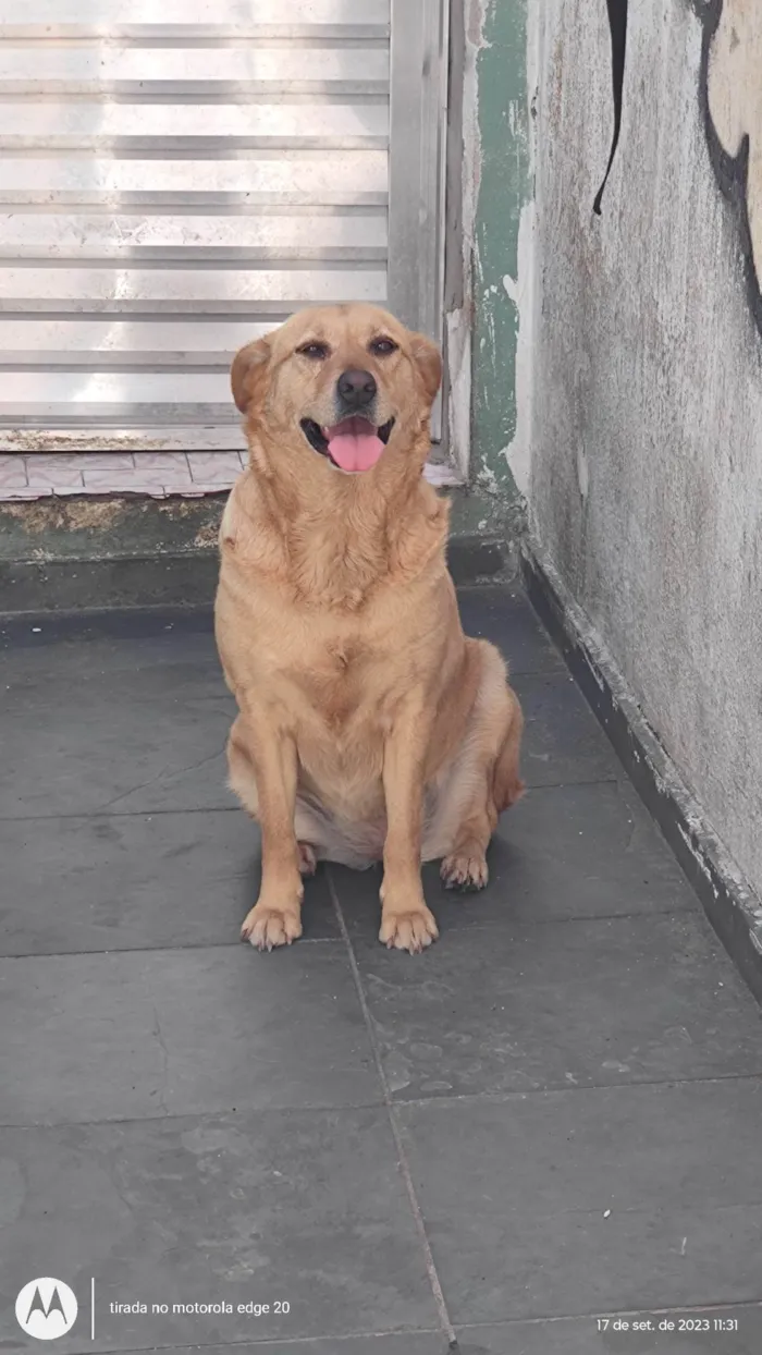 Cachorro ra a SRD o pai é um Golden e a mãe uma vira lata porte grande  idade 1 ano nome Gaia