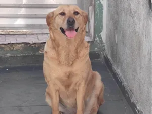 Cachorro raça SRD o pai é um Golden e a mãe uma vira lata porte grande  idade 1 ano nome Gaia