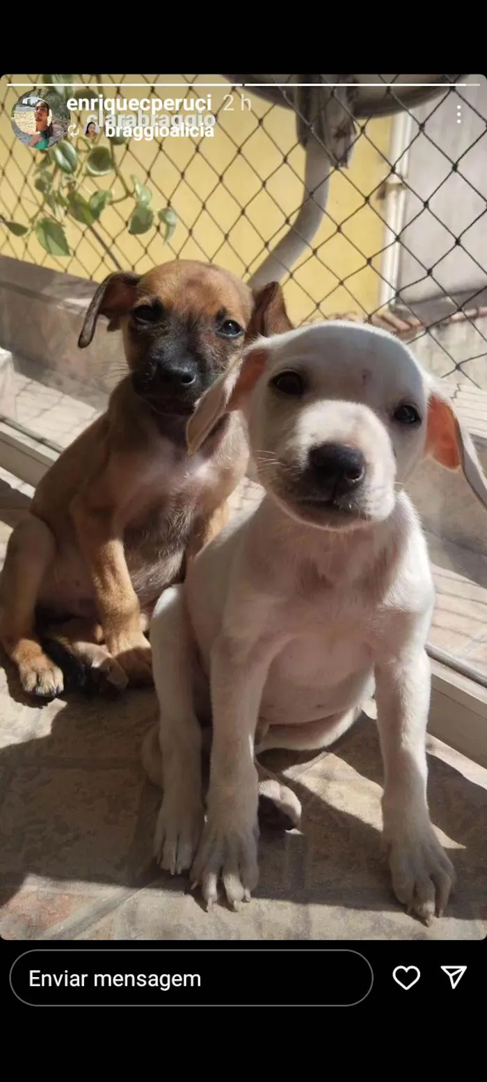 Cachorro ra a SRD idade Abaixo de 2 meses nome Capuccino 