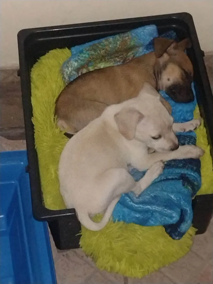 Cachorro ra a SRD idade Abaixo de 2 meses nome Capuccino 