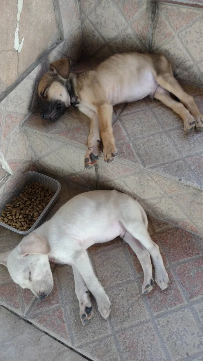 Cachorro ra a SRD idade Abaixo de 2 meses nome Capuccino 