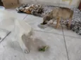 Marshmallow