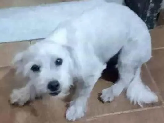 Cachorro ra a Poodle idade 7 a 11 meses nome Amora II