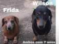 Frida e Wilson 