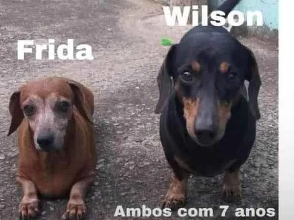 Cachorro ra a Basset-Cofap idade 6 ou mais anos nome Frida e Wilson 