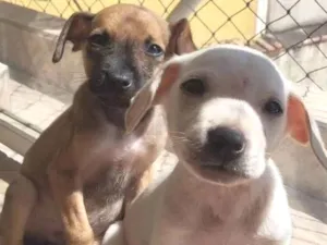 Cachorro raça SRD idade Abaixo de 2 meses nome Capuccino 