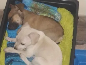 Cachorro raça SRD idade Abaixo de 2 meses nome Marshmallow