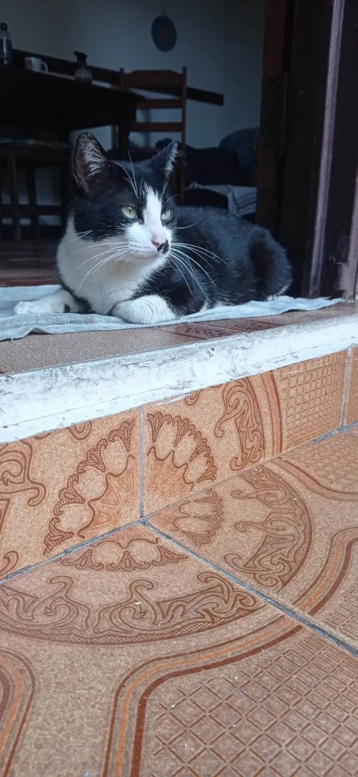 Cachorro ra a Basset-Cofap idade 6 ou mais anos nome Frida e Wilson 