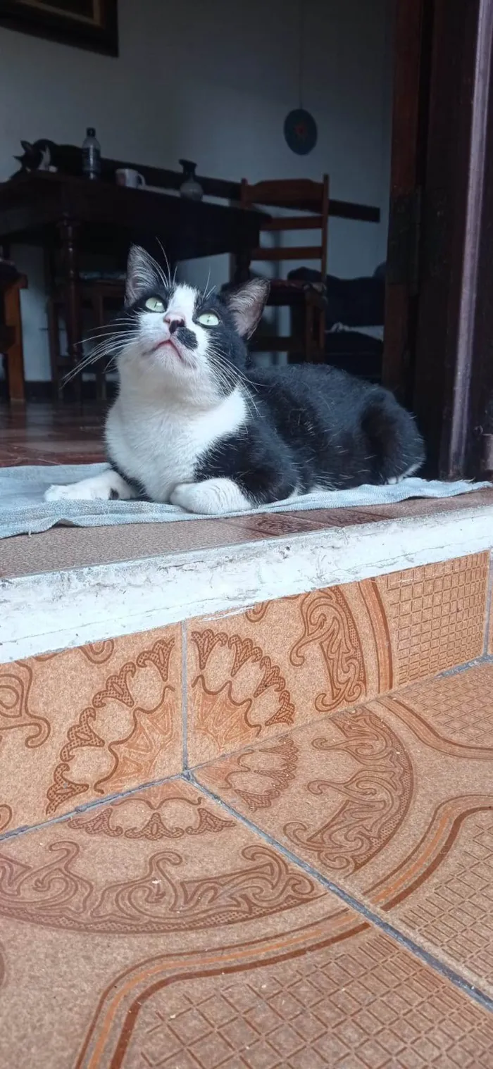Cachorro ra a Basset-Cofap idade 6 ou mais anos nome Frida e Wilson 