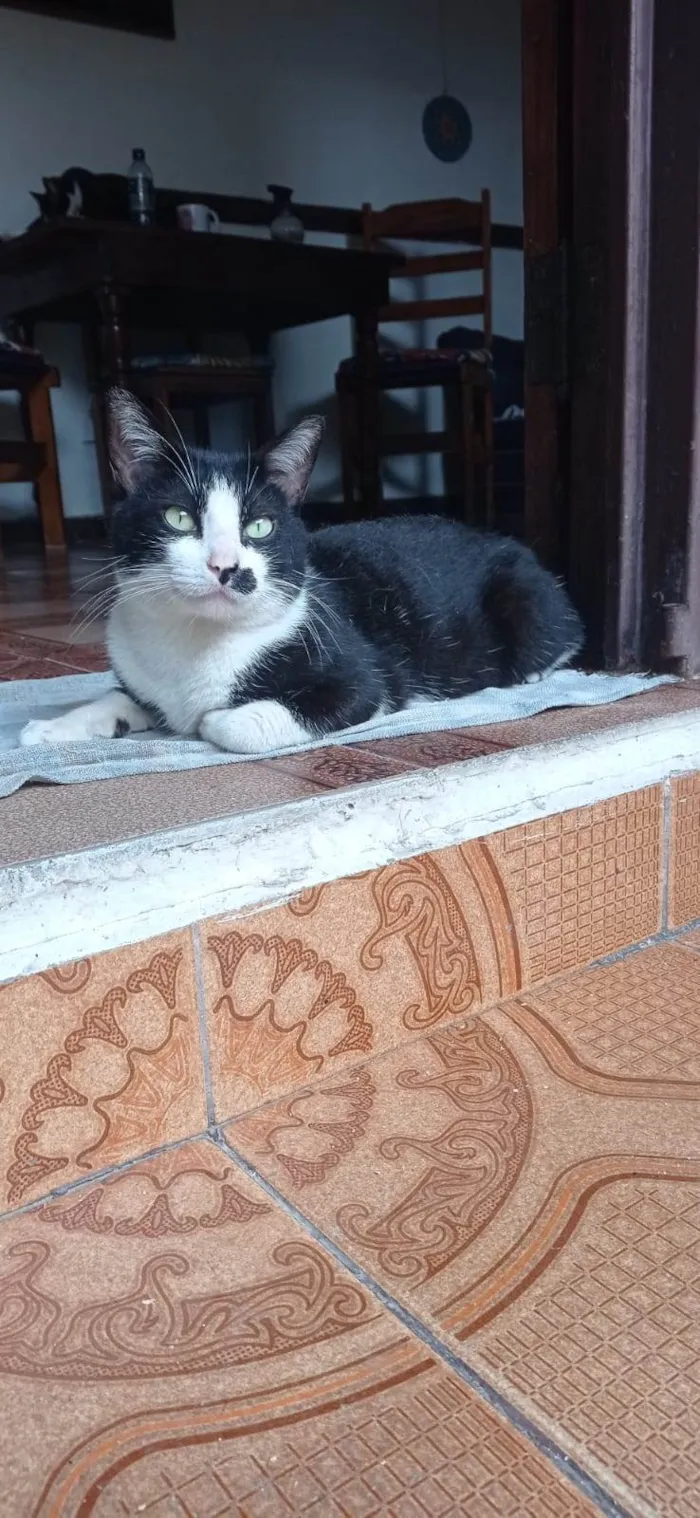 Cachorro ra a Basset-Cofap idade 6 ou mais anos nome Frida e Wilson 