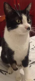 Bigodinho