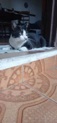 Bigodinho