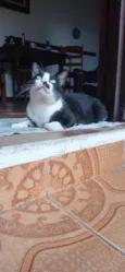 Bigodinho