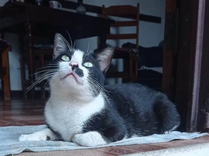 Gato ra a SRD-ViraLata idade 2 a 6 meses nome Bigodinho