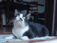 Bigodinho