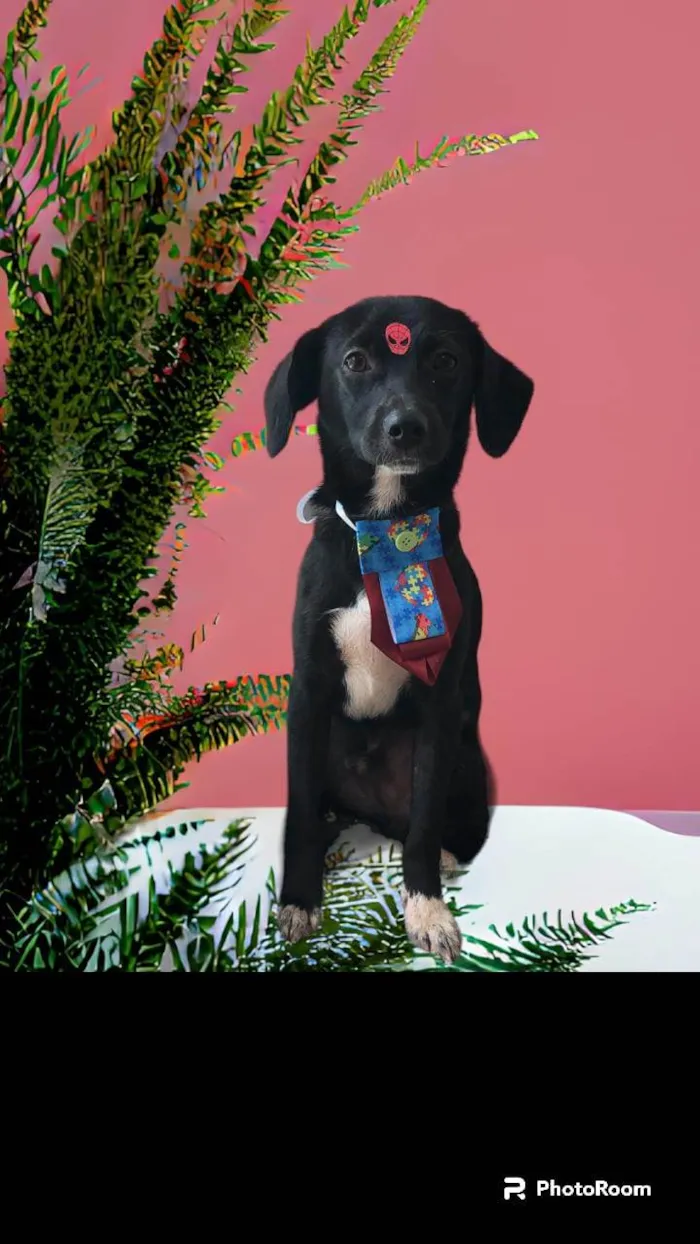 Cachorro ra a SRD-ViraLata idade 1 ano nome Mini Sloan