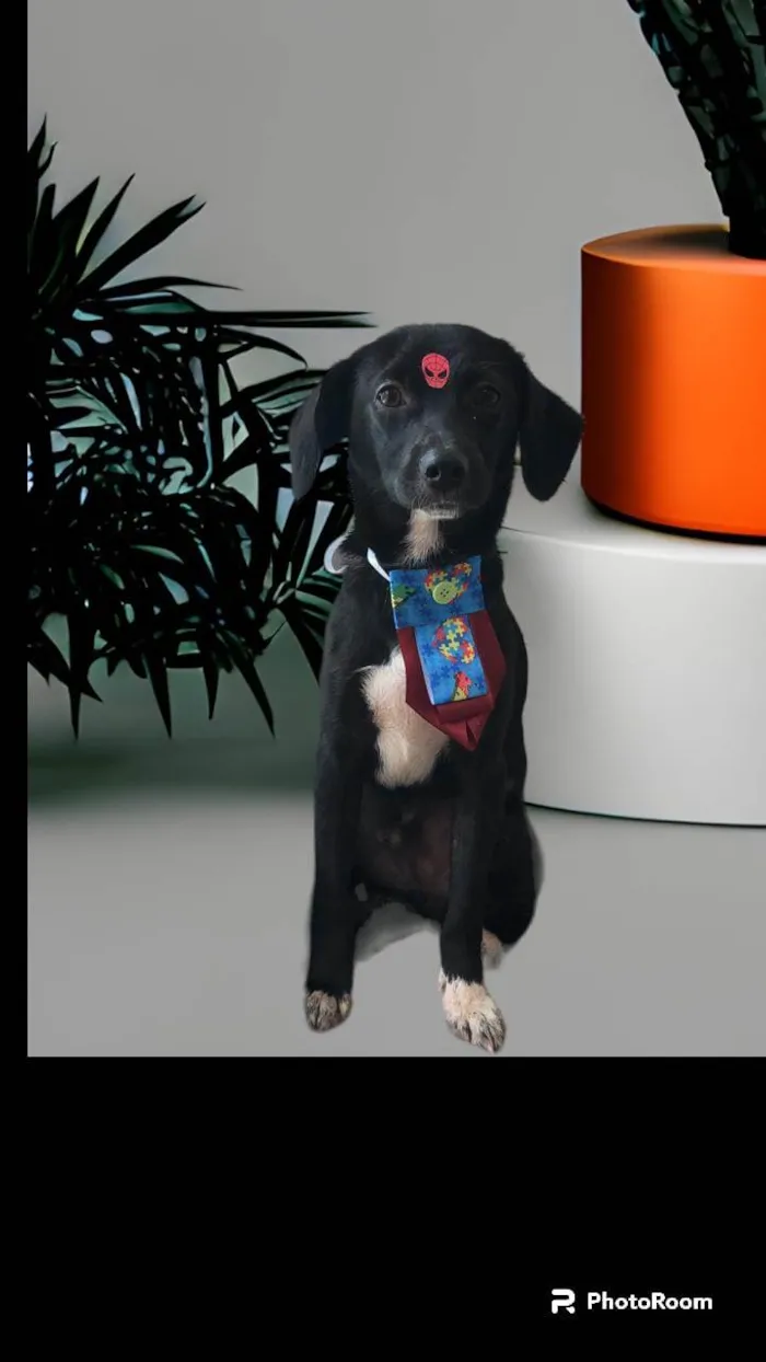 Cachorro ra a SRD-ViraLata idade 1 ano nome Mini Sloan