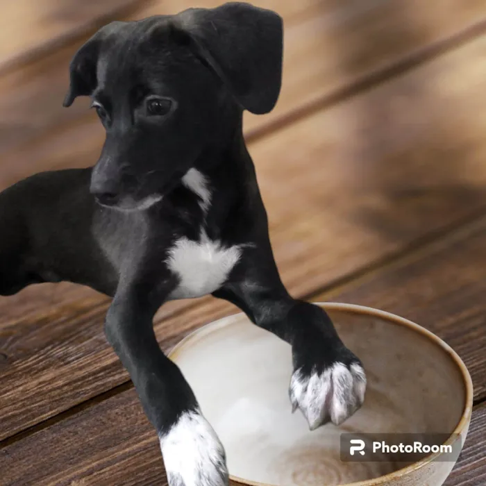 Cachorro ra a SRD-ViraLata idade 1 ano nome Mini Sloan
