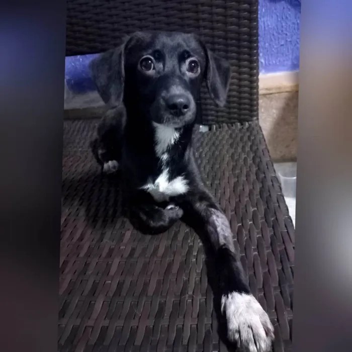 Cachorro ra a SRD-ViraLata idade 1 ano nome Mini Sloan