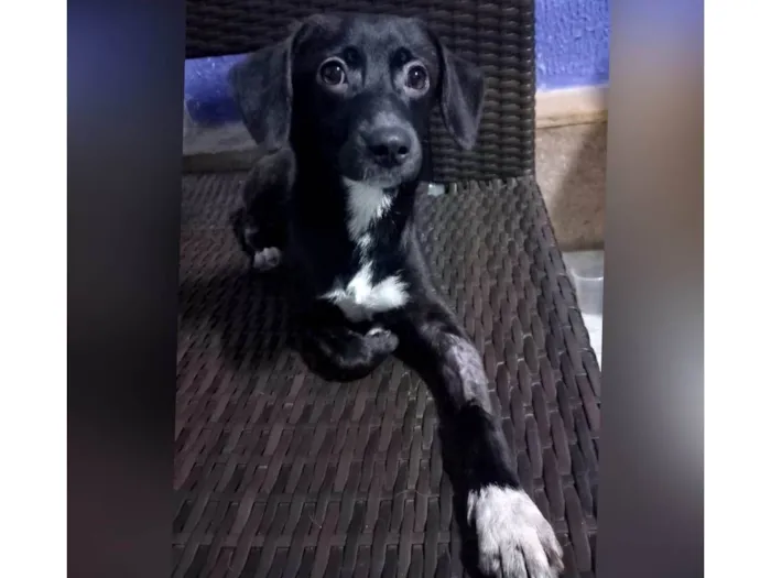 Cachorro ra a SRD-ViraLata idade 1 ano nome Mini Sloan
