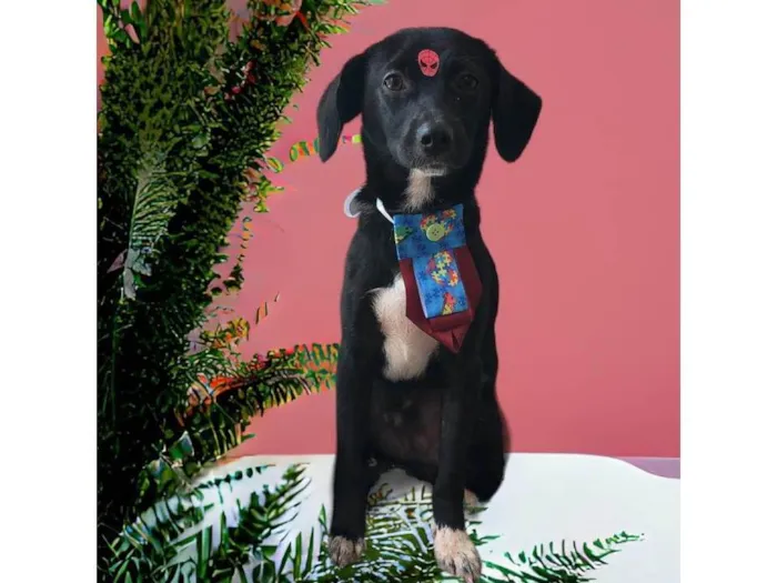Cachorro ra a SRD-ViraLata idade 1 ano nome Mini Sloan