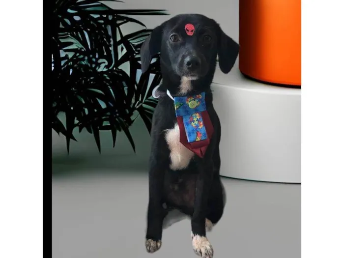 Cachorro ra a SRD-ViraLata idade 1 ano nome Mini Sloan
