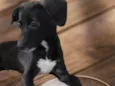 Mini Sloan