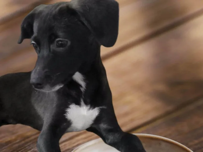 Cachorro ra a SRD-ViraLata idade 1 ano nome Mini Sloan